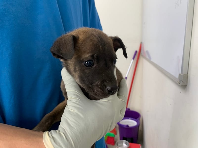 【待認養】混種犬 狗 (女生) - 臺北市動物之家