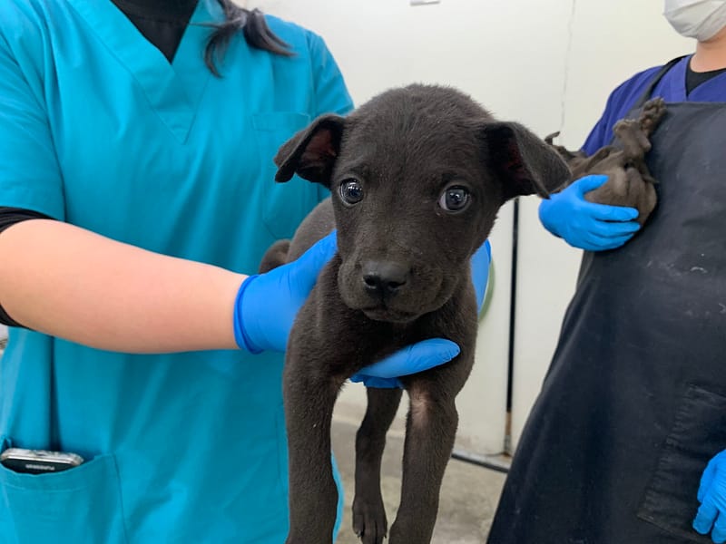 【待認養】混種犬 狗 (男生) - 臺北市動物之家