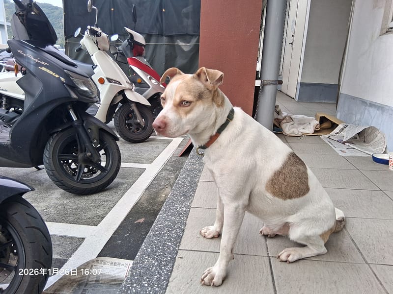 【待認養】混種犬 狗 (男生) - 基隆市寵物銀行