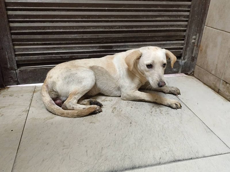 【待認養】混種犬 狗 (女生) - 高雄市燕巢動物保護關愛園區