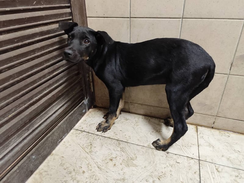 【待認養】混種犬 狗 (女生) - 高雄市燕巢動物保護關愛園區