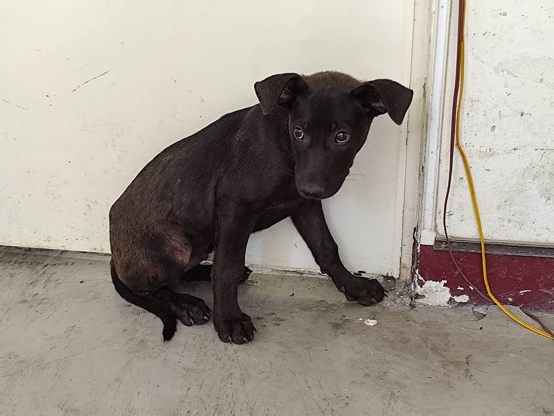 【待認養】混種犬 狗 (男生) - 高雄市燕巢動物保護關愛園區