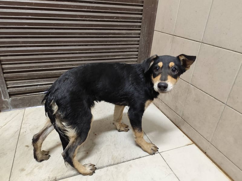 【待認養】混種犬 狗 (女生) - 高雄市燕巢動物保護關愛園區