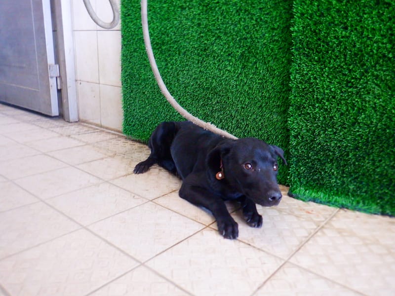 【待認養】混種犬 狗 (男生) - 南投縣公立動物收容所