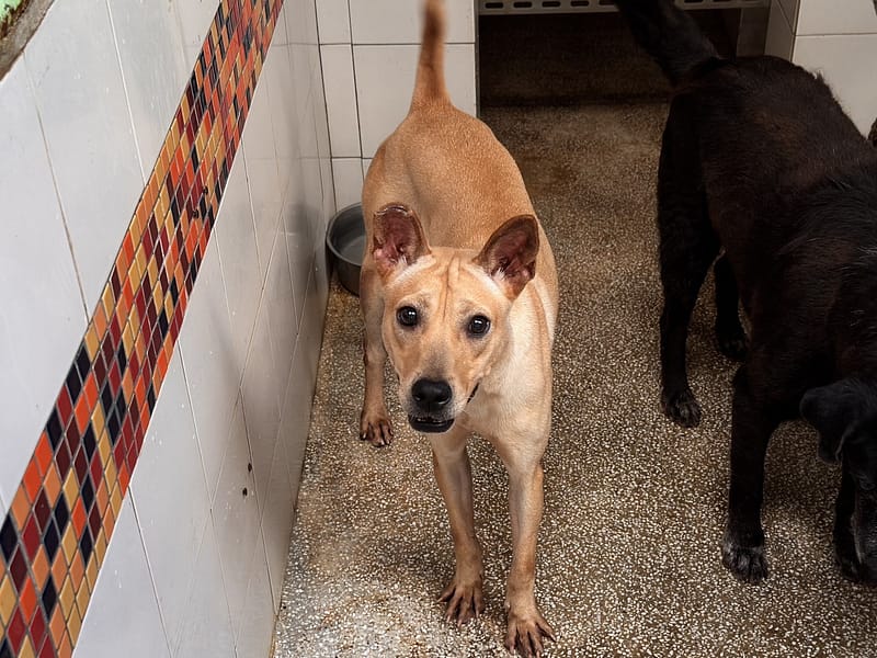 【待認養】混種犬 狗 (女生) - 高雄市壽山動物保護教育園區