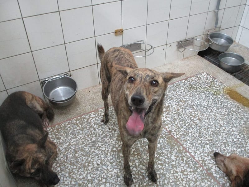 【待認養】混種犬 狗 (女生) - 高雄市壽山動物保護教育園區
