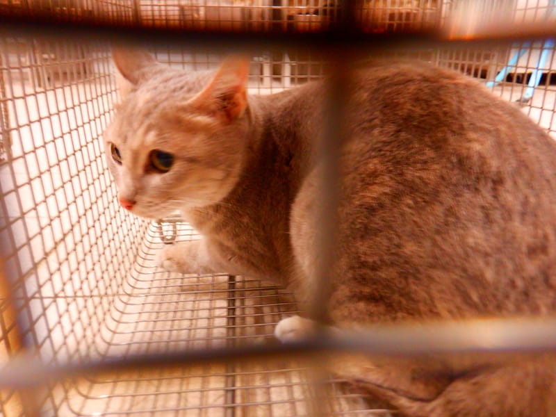 【待認養】混種貓 貓 (女生) - 南投縣公立動物收容所