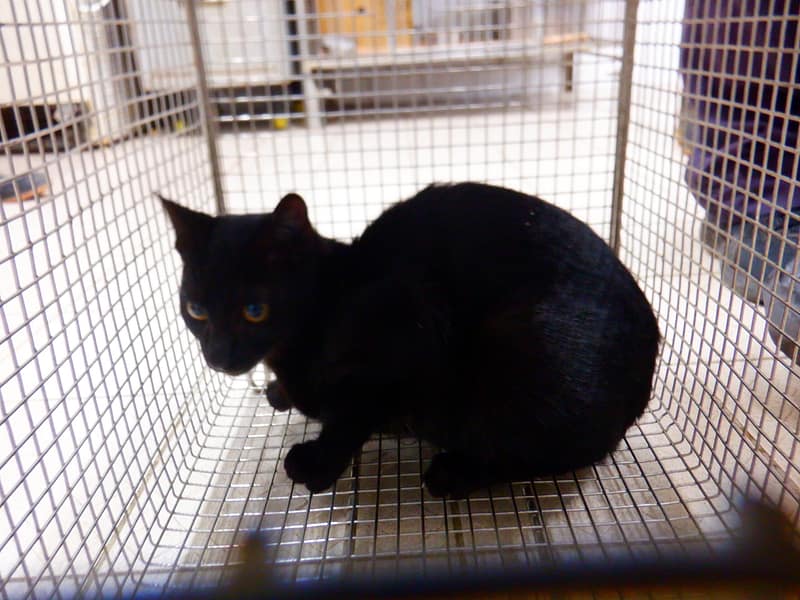 【待認養】混種貓 貓 (女生) - 南投縣公立動物收容所