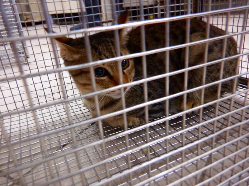 【待認養】混種貓 貓 (男生) - 南投縣公立動物收容所