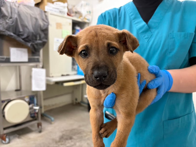 【待認養】混種犬 狗 (女生) - 臺北市動物之家