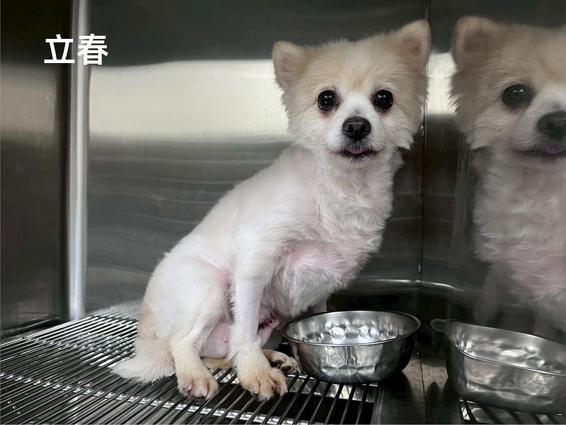 【待認養】博美犬 狗 (女生) - 桃園市動物保護教育園區