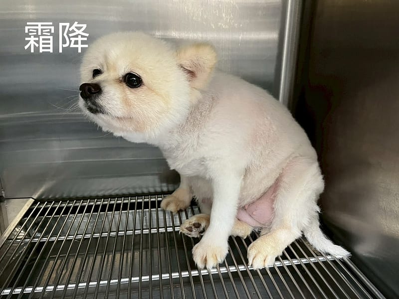 【待認養】混種犬 狗 (男生) - 桃園市動物保護教育園區