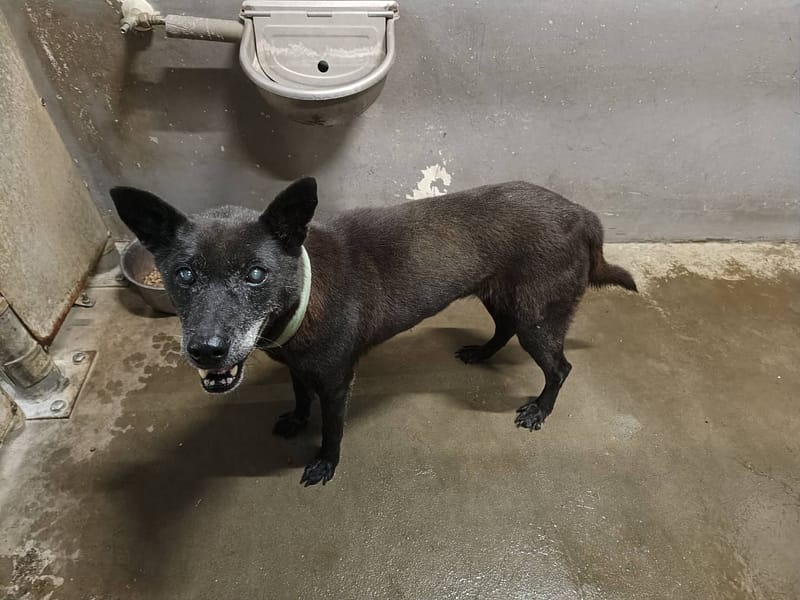 【待認養】混種犬 狗 (女生) - 新竹市動物保護教育園區