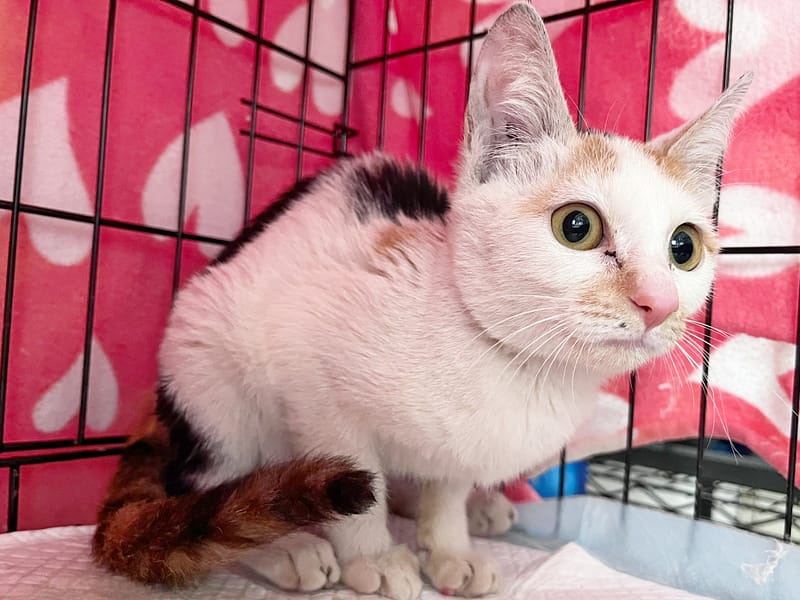 【待認養】混種貓 貓 (女生) - 臺北市動物之家