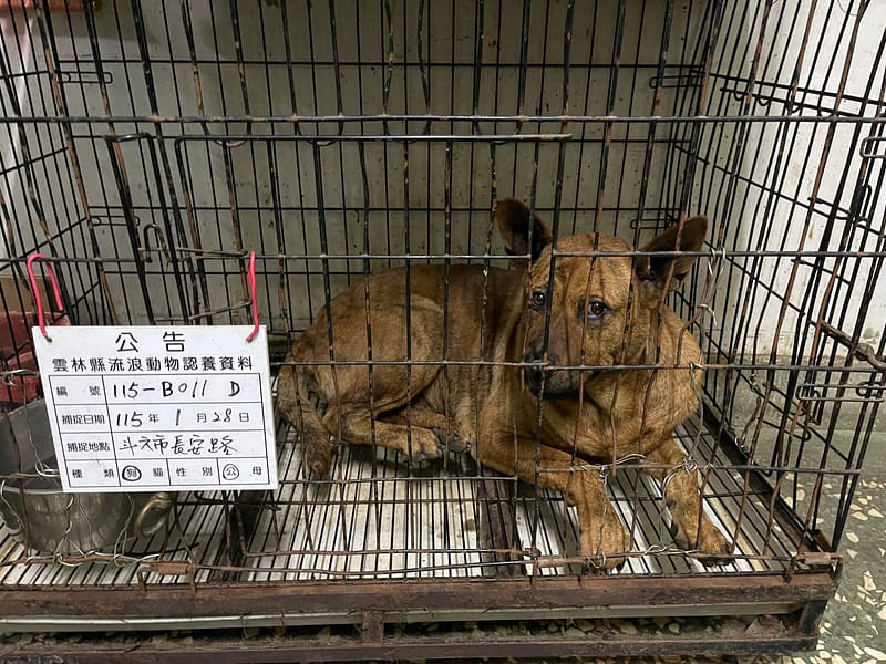 【待認養】混種犬 狗 (男生) - 雲林縣流浪動物收容所