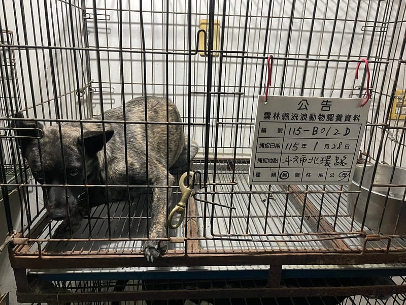 【待認養】混種犬 狗 (女生) - 雲林縣流浪動物收容所