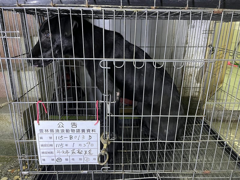 【待認養】混種犬 狗 (男生) - 雲林縣流浪動物收容所