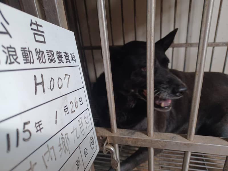 【待認養】台灣犬 狗 (女生) - 雲林縣流浪動物收容所