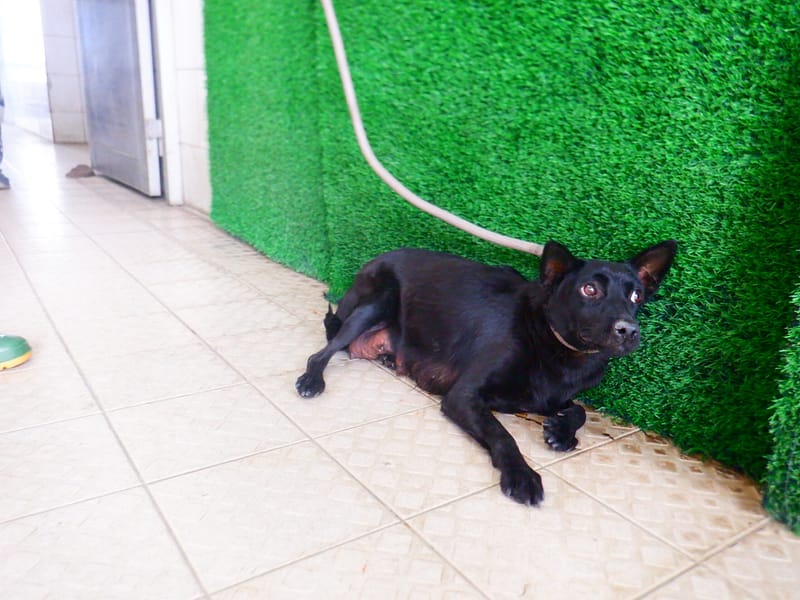 【待認養】混種犬 狗 (女生) - 南投縣公立動物收容所