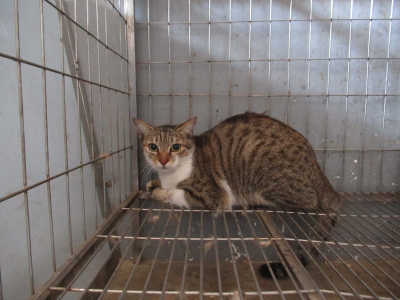 【待認養】混種貓 貓 (女生) - 新竹市動物保護教育園區