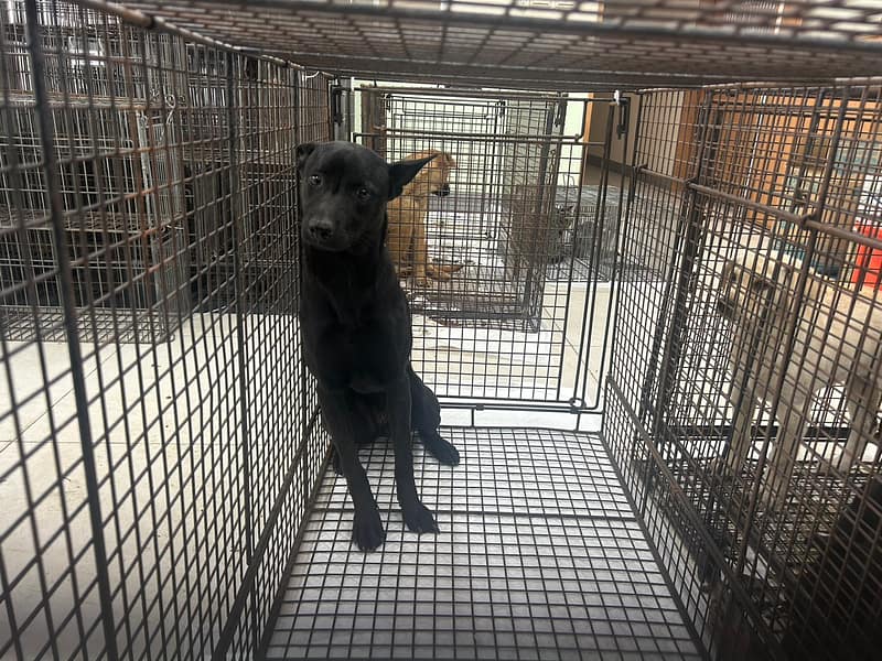 【待認養】混種犬 狗 (女生) - 金門縣動物收容中心