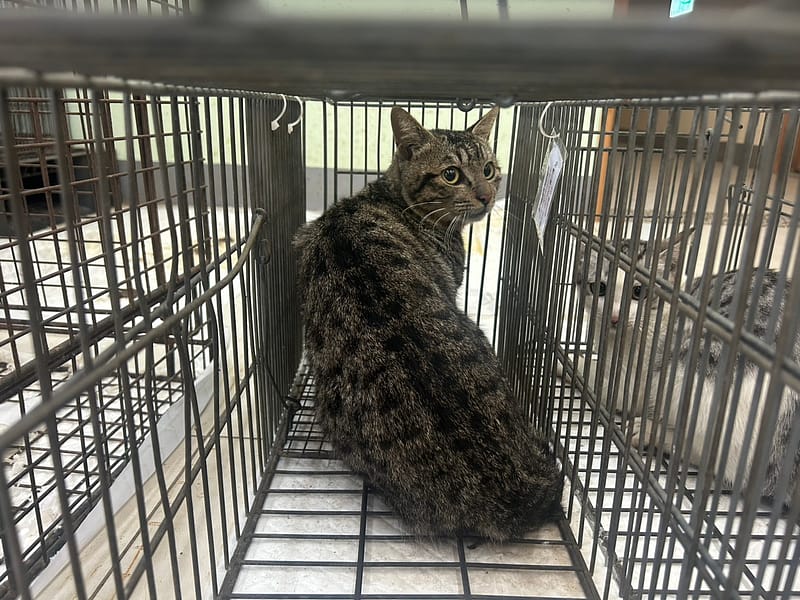 【待認養】混種貓 貓 (男生) - 金門縣動物收容中心