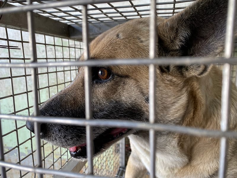 【待認養】混種犬 狗 (男生) - 臺南市動物之家善化站