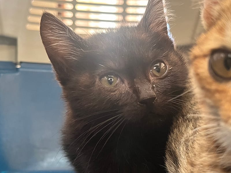 【待認養】混種貓 貓 (男生) - 金門縣動物收容中心