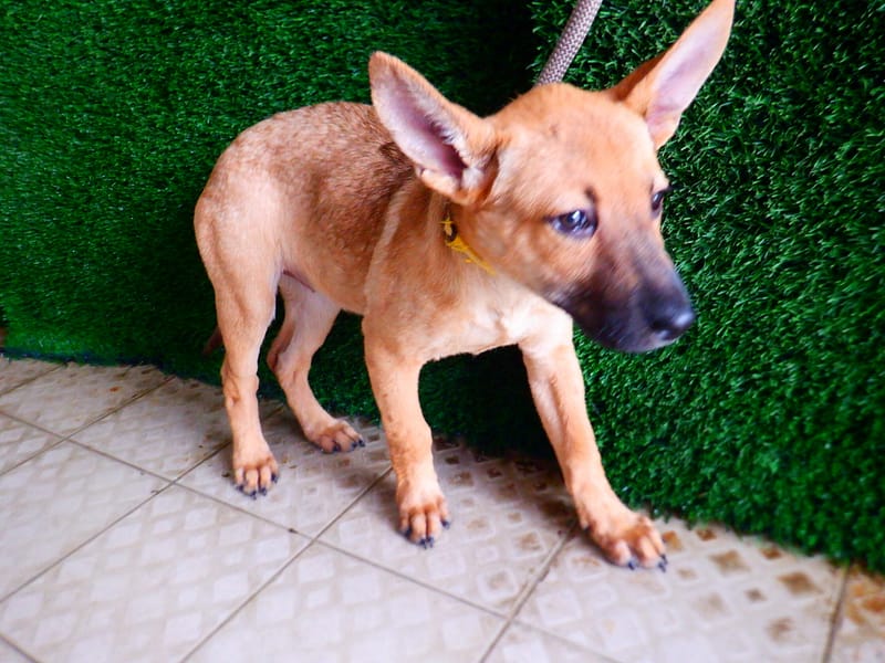 【待認養】混種犬 狗 (女生) - 南投縣公立動物收容所