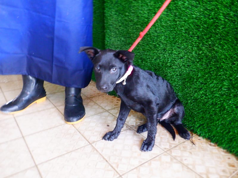 【待認養】混種犬 狗 (女生) - 南投縣公立動物收容所