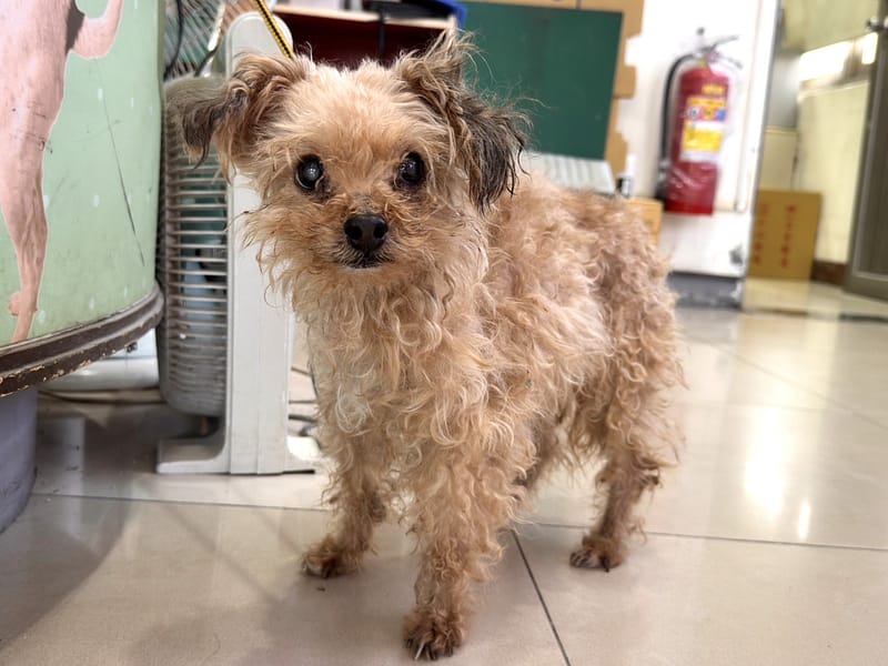 【待認養】混種犬 狗 (男生) - 高雄市壽山動物保護教育園區