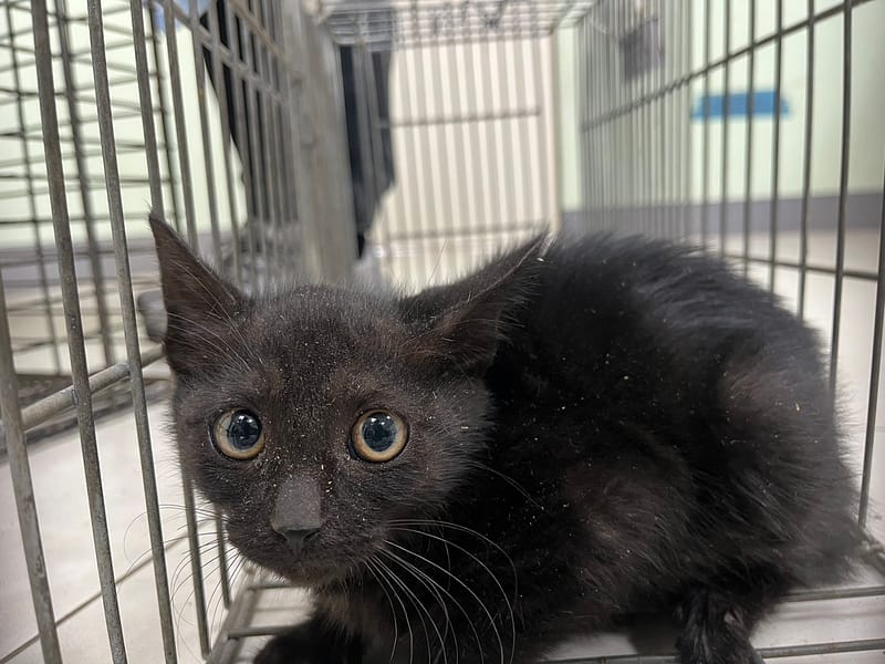 【待認養】混種貓 貓 (女生) - 金門縣動物收容中心