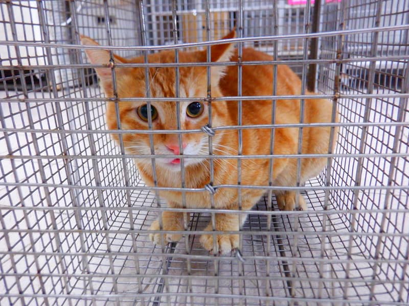 【待認養】混種貓 貓 (男生) - 南投縣公立動物收容所