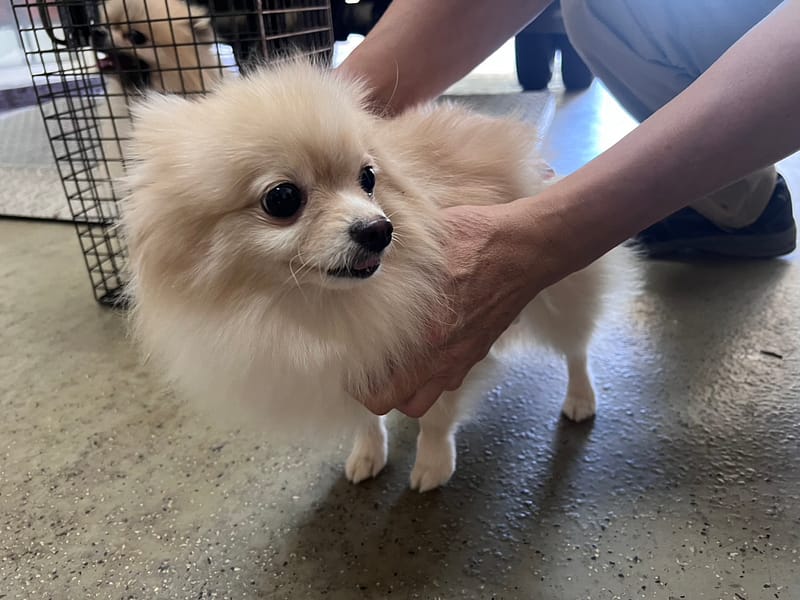 【待認養】博美犬 狗 (女生) - 桃園市動物保護教育園區