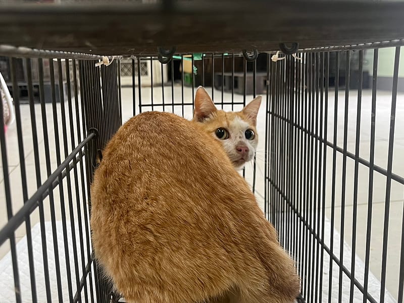 【待認養】混種貓 貓 (女生) - 金門縣動物收容中心