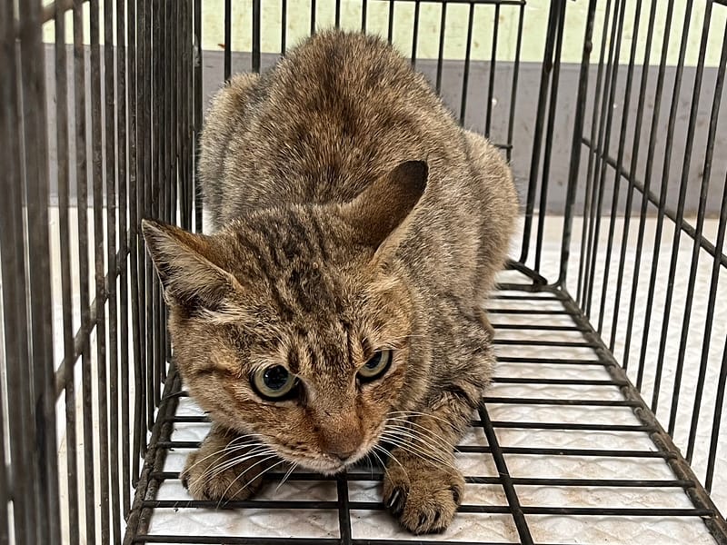 【待認養】混種貓 貓 (女生) - 金門縣動物收容中心