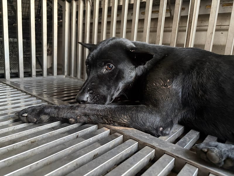 【待認養】混種犬 狗 (未知) - 基隆市寵物銀行