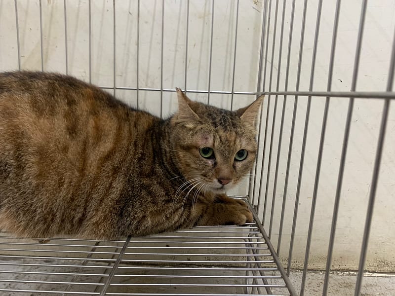 【待認養】混種貓 貓 (女生) - 臺北市動物之家