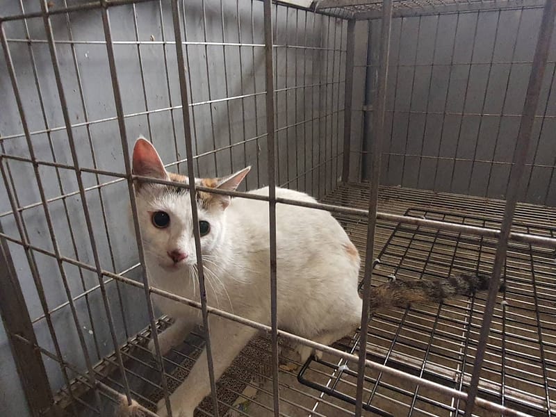 【待認養】混種貓 貓 (女生) - 新竹市動物保護教育園區