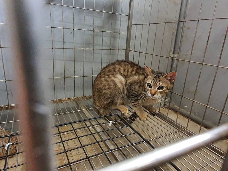 【待認養】混種貓 貓 (女生) - 新竹市動物保護教育園區