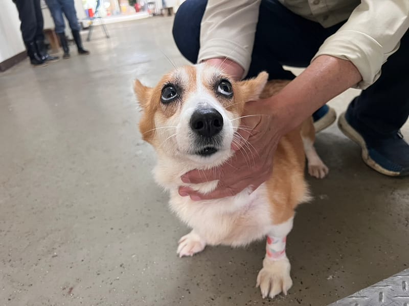 【待認養】威爾斯柯基犬 狗 (女生) - 桃園市動物保護教育園區