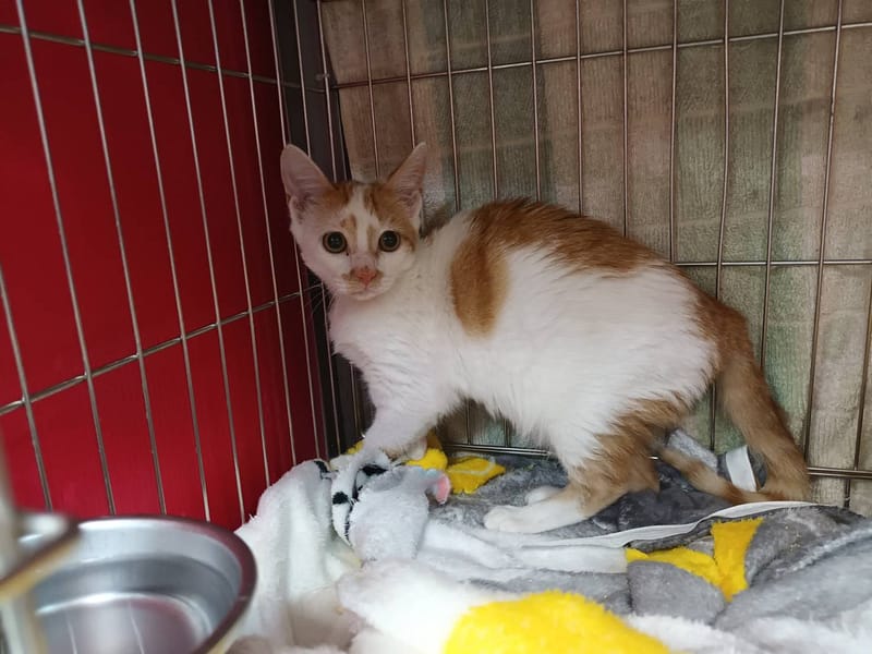 【待認養】混種貓 貓 (女生) - 新北市板橋區公立動物之家