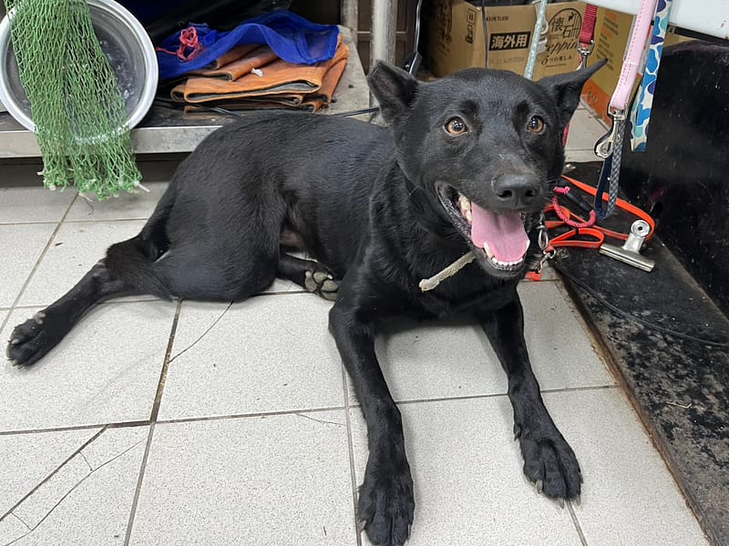 【待認養】混種犬 狗 (女生) - 彰化縣流浪狗中途之家