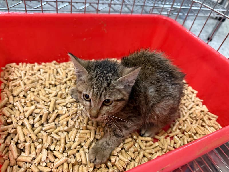 【待認養】混種貓 貓 (女生) - 基隆市寵物銀行