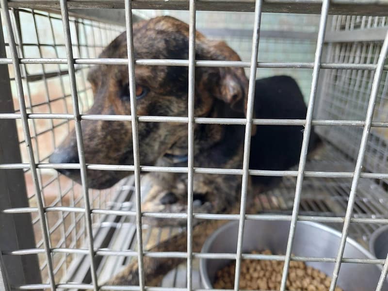 【待認養】混種犬 狗 (女生) - 臺南市動物之家善化站