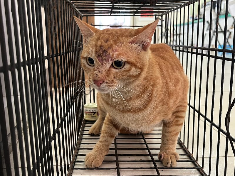 【待認養】混種貓 貓 (男生) - 金門縣動物收容中心