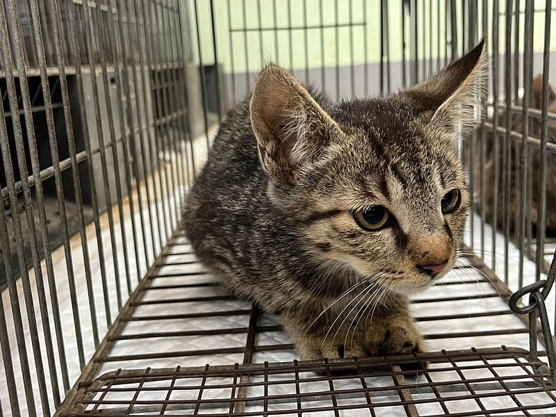 【待認養】混種貓 貓 (男生) - 金門縣動物收容中心