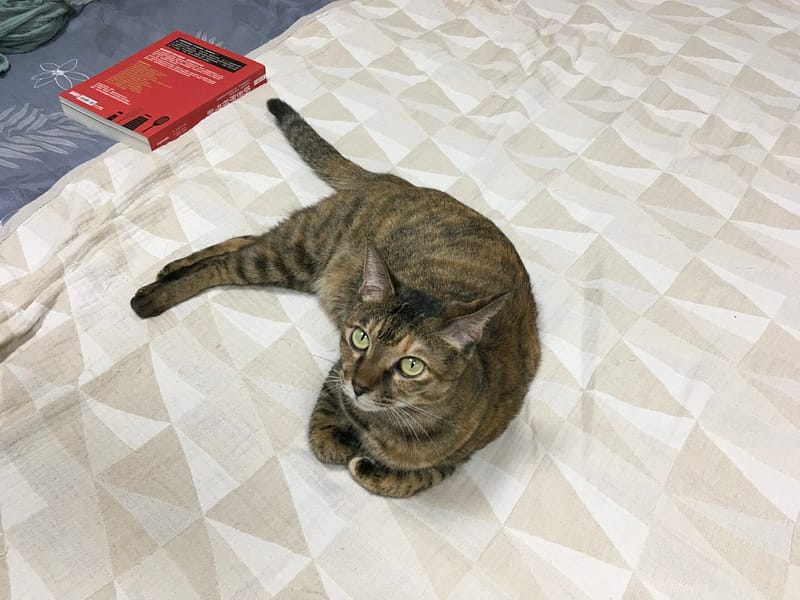 【急尋】混種貓 - 台中市向上路一段423號 (棕色)