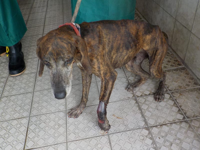 【待認養】混種犬 狗 (男生) - 南投縣公立動物收容所