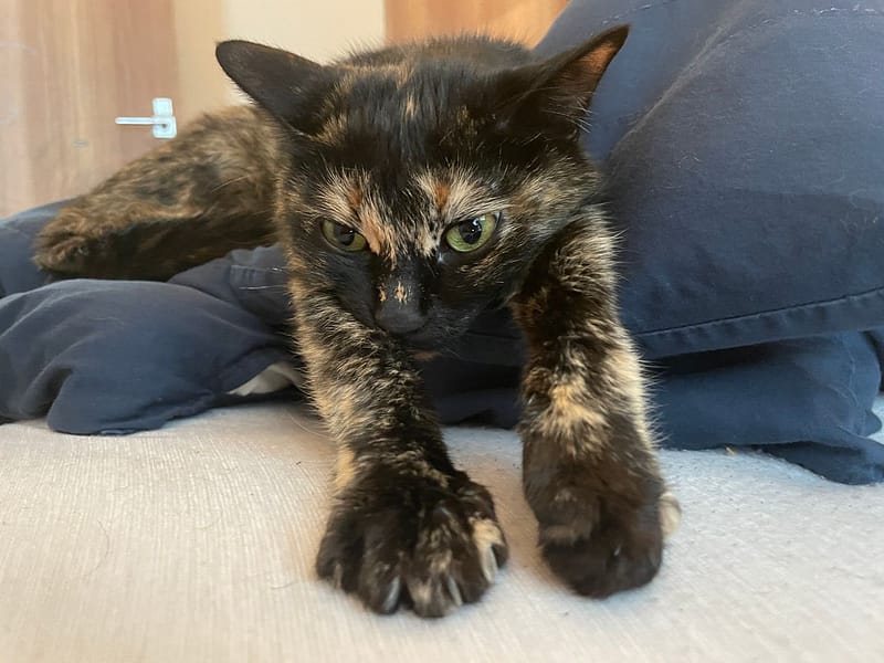 伊甸寵物美學館